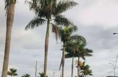 Terreno à venda, 320 m² por r$ 110.000,00 - jardim nova floresta - floresta/pr