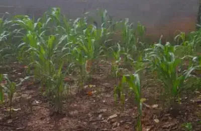 Terreno à venda na Rua João Cereser, --, Jardim Santa Gertrudes, Jundiaí