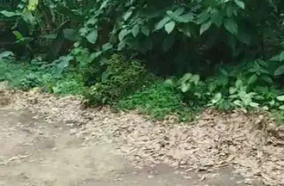 Terreno à venda na Praia do Itamambuca, Ubatuba 