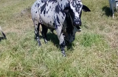 Fazenda à venda –no vale do paraiba   área total: 115 alqueires