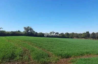 Chácara à venda, 10.000 m² por r$ 890.000 - fazenda nata - londrina/pr