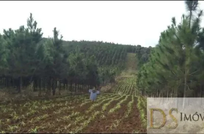 Fazenda à venda na Rua Meraldo Previdi 410, 410, Centro, Registro