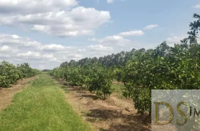 Fazenda de laranja  de 176 alqueires na região de araraquara-sp