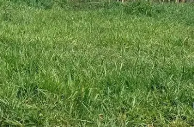 Fazenda a venda na região de araçatuba-sp, com área total de 131 alqueires, montada na pecuária, 110 alqueires aproveitamento em cana e rica em água