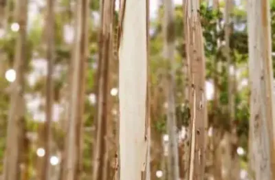 Floresta de eucalipto a venda na região de itapeva-sp com em torno de 100 alqueires em madeira