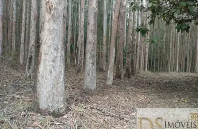 Fazenda com eucalipto a venda no estado de são paulo, com área total de 216 alqueires, 130 alqueires em eucalipto e ótima logística