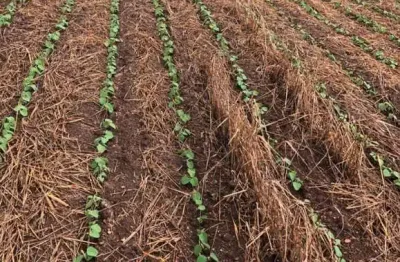 Fazenda a venda na região de itapetininga/sp. com 41 alqueires, topografia ondulada, terra mista a vermelha e córrego nos fundos. boa logística.