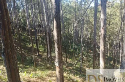 Fazenda com 100 alqueires de pinus à venda em itapirapuã paulista/sp: oportunidade única!