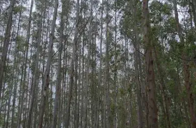 Imperdível: fazenda com eucalipto à venda em guaratinguetá-sp, 106,4 alqueires de área! confira já!