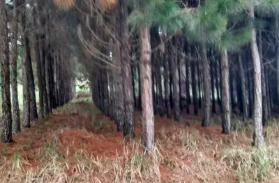 Oportunidade única: fazenda de pinus e indústria de resina à venda em itapeva/sp - 1.000 alqueires - r$270 milhões