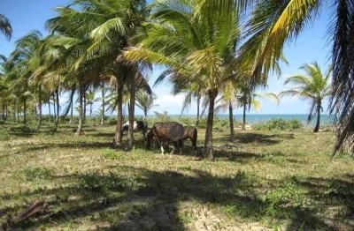 Área de terra à venda em mogiquiçaba, belmonte - ba