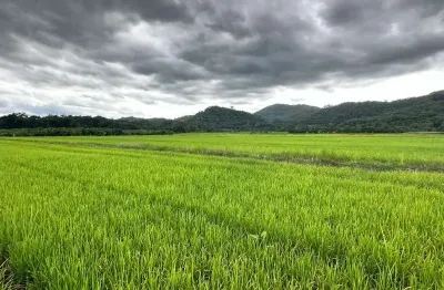 Fazenda de rizicultura à venda - 35,25 ha em vila nova, joinville/sc