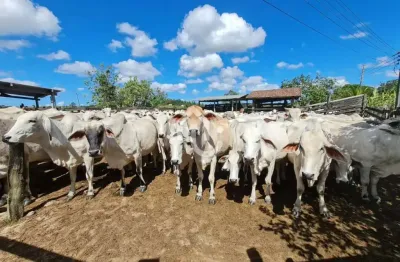 Fazenda à venda na estrada são de vicente, monteiro (são vicente), araruama, 2516800 m2 por r$ 9.200.000