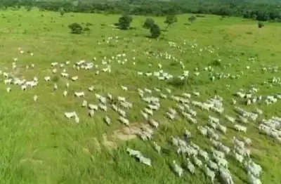 Fazenda grande extensão para venda na região de damianopolis-go com 7.500 hectares, rica em agua, muitas benfeitorias, montada na pecuária