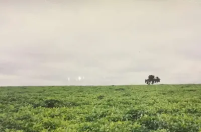 Fazenda para venda na região de ituiutaba-mg com 200 hectares sendo 185 hectares em cana arrendada, plana, boa altitude, corrego na divisa, proxima da