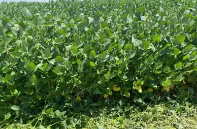 Fazenda para venda na região de itapetininga-sp com 140 alqueires sendo 120 alqueires agricultáveis, boa de agua, benfeitorias