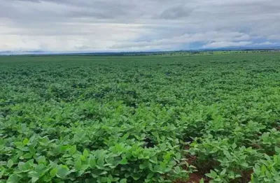 Fazenda para venda na região de itaja-go com 798 hectares na soja, área ideal para lavoura, colhe safrinha, altitude 780 m