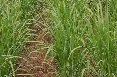 Fazenda para venda na região de dracena-sp com 760 alqueires sendo 470 alqueires em cana arrendada mais pasto, beira da pista, sem benfeitorias