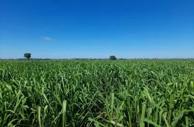 Fazenda para venda na região de araçatuba-sp com 40 alqueires sendo 36 alqueires agricultáveis, rica em agua e benfeitorias