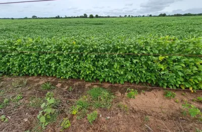 Fazenda para venda na região de araguapaz-go com 1.900 hectares sendo 1.300 hectares abertos para lavoura, lago, irrigação e muitas benfeitorias