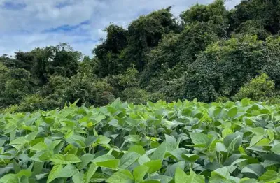 Fazenda dupla aptidão para venda na região de uberlandia-mg com 1.380 hectares, atual na pecuária, já teve lavoura, pode irrigar, já com outorga