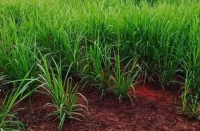 Sitio para venda na região de igarapava-sp com 30 alqueires sendo 19 alqueires em cana arrendada