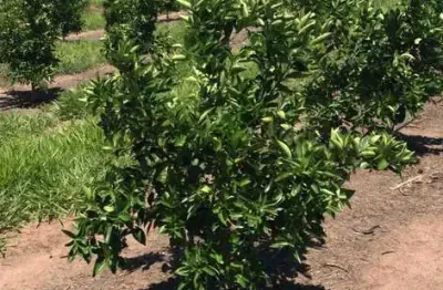 Fazenda citrus para venda na região de brotas-sp com 92 alqueires, benfeitorias, rica em agua, rio na divisa