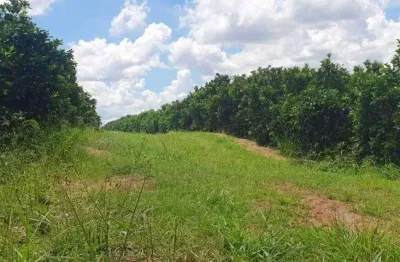 Fazenda para venda na região de brotas-sp com 68 alqueires em citrus, rica em agua, muitas benfeitorias, beira do asfalto