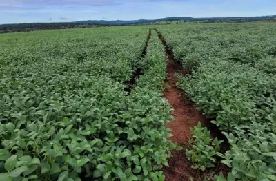 Excelente fazenda para lavoura a venda na região do prata-mg com 250 hectares sendo 180 hectares em soja, beira de rio, pode irrigar com pivô