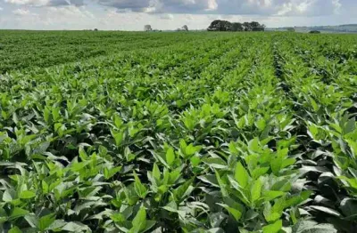 Fazenda para venda na região de presidente prudente-sp com 138 alqueires , sendo 60 alqueires em soja restante pastagem, benfeitorias e rica em agua