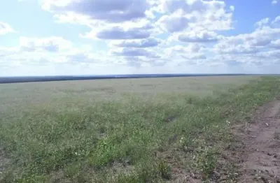 Fazenda para venda na regiao de bom jesus-pi com 1.299  hectares, sendo 200 hectares abertos para lavoura, benfeitorias