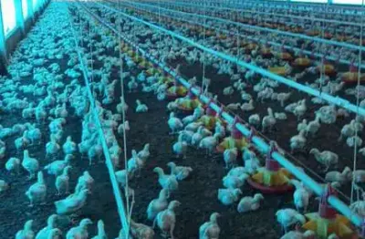 Sitio com granja de corte para venda na região de paraiso do tocantins-to, infraestrutura completa e funcionando, área 16 hectares