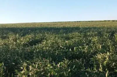 Sítio para venda na região de birigui-sp com 22 alqueires atualmente na soja, planta 95%, 4 km da cidade