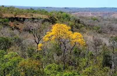 Fazenda bruta para venda na região de corrente-pi com 773 hectares, aptidão para pecuária, aproveitamento 450 hectares para pecuária