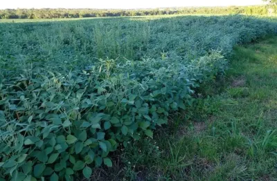 Fazenda para venda na região de jardim -ms com 163 alqueires na lavoura de soja e milho, beira do asfalto, rica em agua, roda pivô