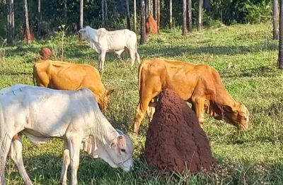 Fazenda para venda na região de inocencia-ms com 103 alqueires, na pecuária