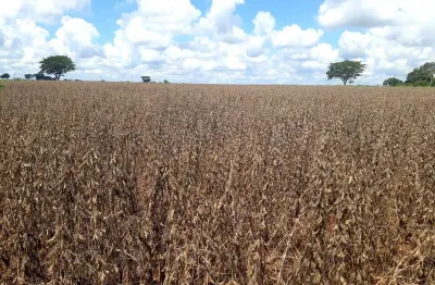 Fazenda para venda na região de guarani d?oeste-sp com 85 alqueires, aproveita 90% para plantio, cana e soja, fácil acesso