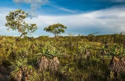 Fazenda bruta para na região de são gonçalo do gurgueia-pi com 830 hectares, ideal para garantia bancaria, pode abrir ate 500 hectares aproximadamente