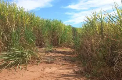 Sitio para venda em gurinhata-mg com 15 alqueirao mg sendo 8 alqueirao em cana arrendada, restante em pasto