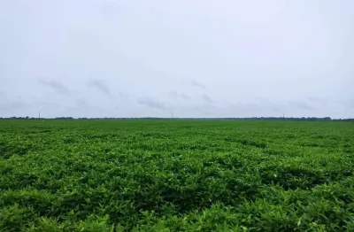 Fazenda para venda na região de porto alegre do norte-mt com 992 hectares sendo 590 hectares na soja, boa de benfeitorias e rica em agua