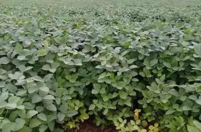 Fazenda dupla aptidao para venda em tres lagoas-ms com 182 alqueires na soja, benfeitorias e boa de agua