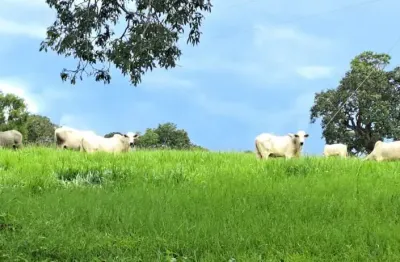 Fazenda dupla aptidão para venda em campina verde-mg com 222 hectares na pecuária, aproveita 75% para plantio