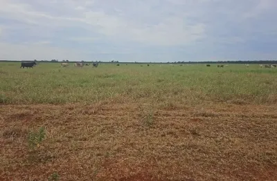 Fazenda dupla aptidão para venda na região de selviria-ms com 245 alqueires, pecuária, roda pivô irrigação, rica em agua, porteira fechada