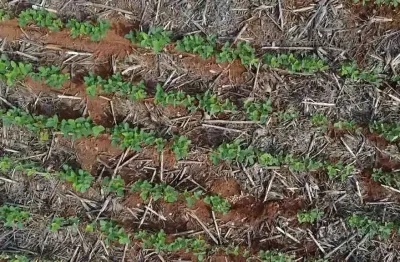 Fazenda dupla aptidao para venda na região de são jose do rio claro-mt com 710 hectares, sendo 450 hectares lavoura e o restante pastagem