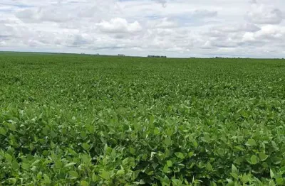 Fazenda para venda na região de nova mutum-mt com 3.195 hectares sendo 1.590 hectares abertos para lavoura, benfeitoriasm rica em agua, beira da pista