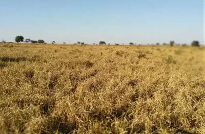 Fazenda dupla aptidao para venda na região de paranaiba-ms com 535 alqueires sp montada na pecuária, rica em agua