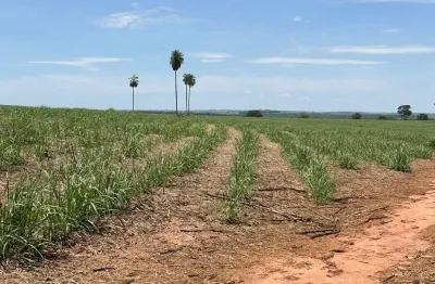 Fazenda para venda na região de fernandopolis-sp com 158 alqueires sendo 111 alqueires em cana arrendada, beira da pista, rica em agua, rio na proprie