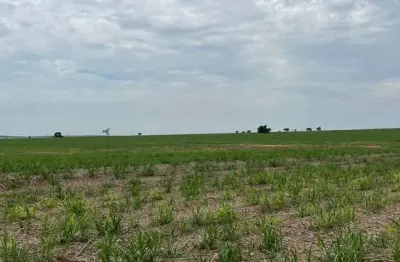 Fazenda para venda na região de presidente prudente-sp com 185 alqueires sendo 160 alqueires em cana arrendada, beira do asfalto, rio na propriedade p