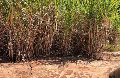 Fazenda para venda na região de araçatuba-sp com 46 alqueires sendo 39 alqueires em cana arrendada, próxima de 4 usinas