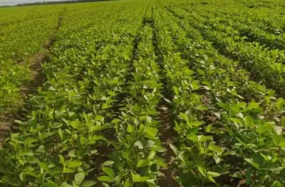 Fazenda dupla aptidão para venda na região de morpara-ba com 2.390 hectares sendo 500 hectares abertos, porteira fechada, rica em agua, roda pivô